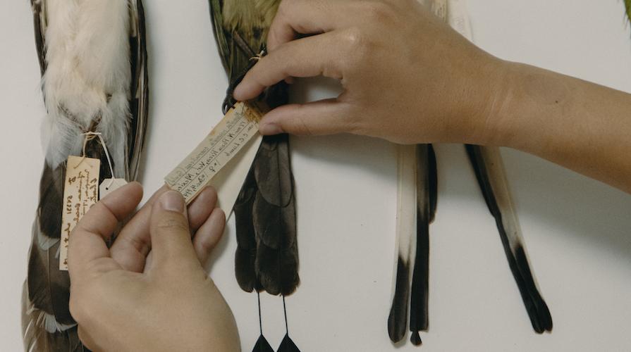 A guide holding a specimen tag of a whole bird study skin.