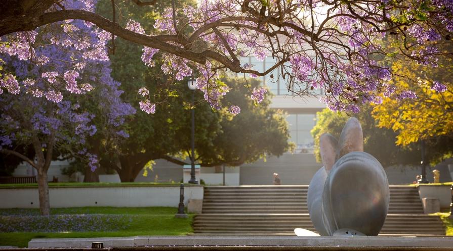 campus scene with jacaranda trees