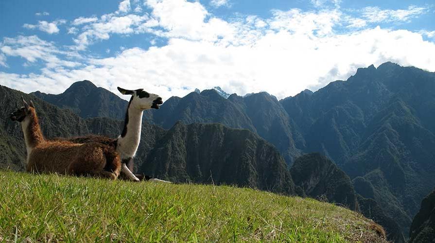 Two llamas sit in the Andean mountains