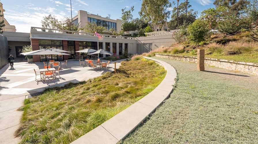 Native grasses on Oxy's campus, next to the HCC building