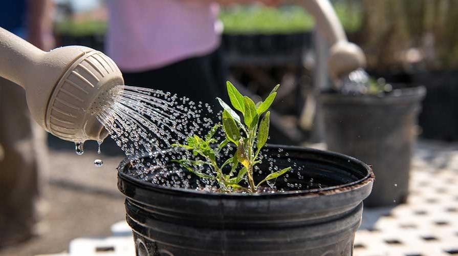 A watering can waters a green plant