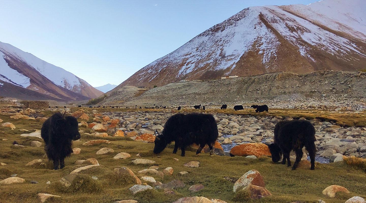 A scene of yaks in a meadow in the Himalayas, Nepal