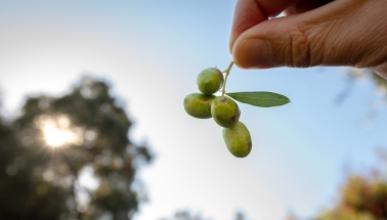 A stem of three olives being held up to the sunlight by a hand