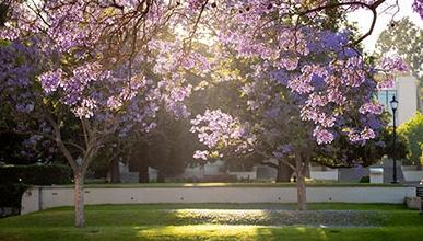 Jacaranda trees on campus