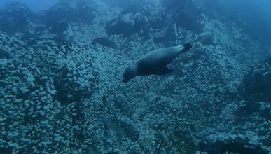 A sea lion swimming underwater