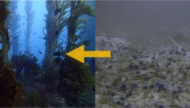 New Occidental study provides new hope for kelp beds devastated by sea urchins