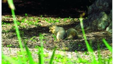 A fox squirrel on the Occidental College campus in 2001.