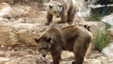 Two bears in a river