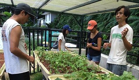 学生们在温室里种植植物