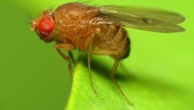 Drosophila on plant