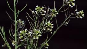 arabidopsis thaliana in front of black background