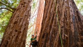 Claire Willing suspended from large tree doing research.