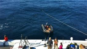 Ship towing whale carcass in the ocean