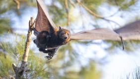 Bat in flight with trees in the background