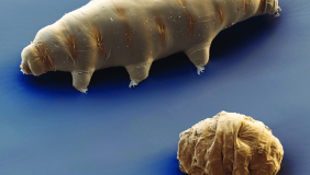 Tardigrade against a blue background