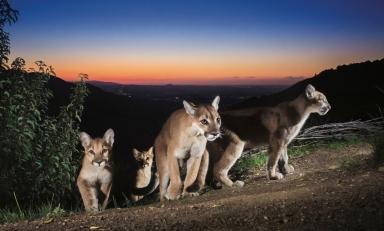 "Mother of Lions," by Robert Martinez