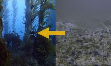 New Occidental study provides new hope for kelp beds devastated by sea urchins